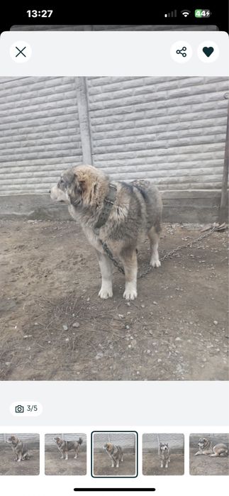 Продам суку тобета супертяж