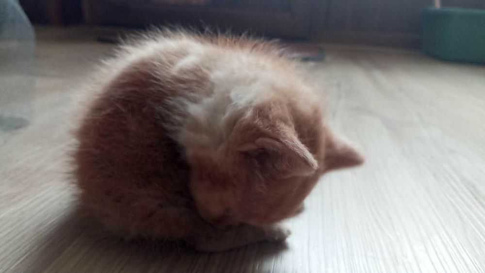 Коте за осиновяване