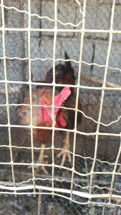 Xõroz Sotiladi Damshni Kilosi 3500