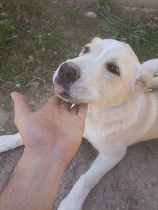 Продам Алабай (девочка)