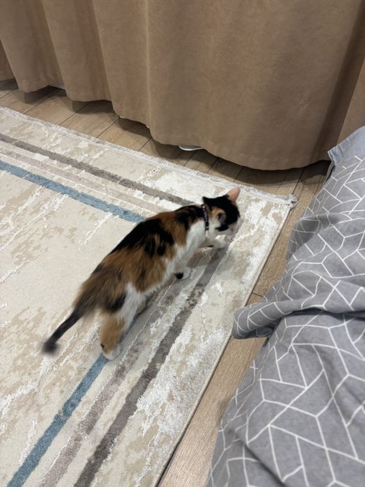 Котенок кошка (девочка)