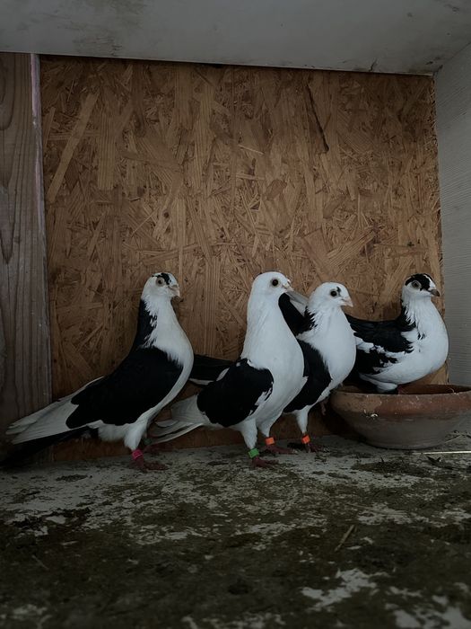 Porumbei jucatori de galati .