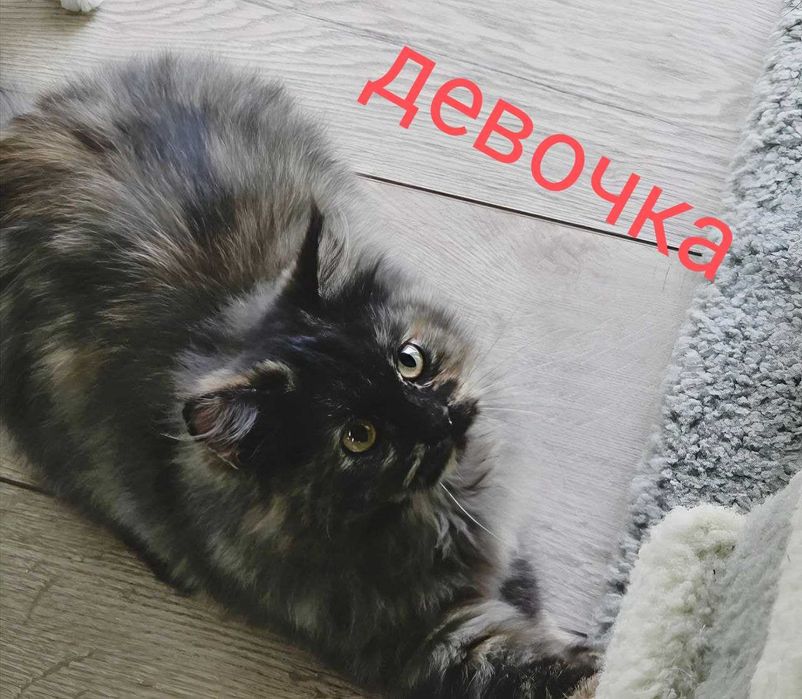 Подарю домашнюю кошечку