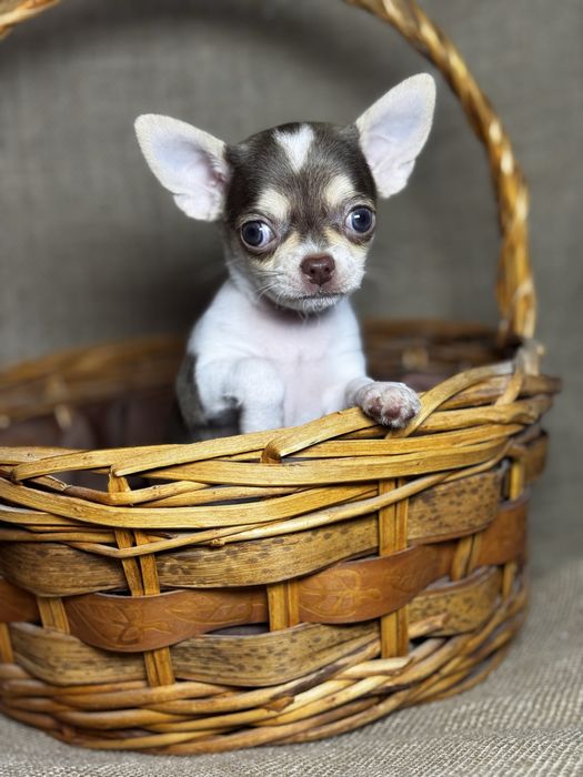 Щенки чихуахуа предлагаются к раннему бронированию