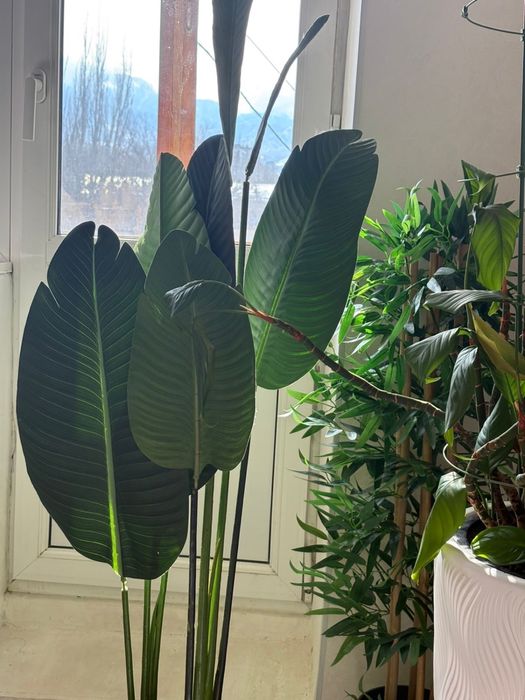 Продам искуственные цветы