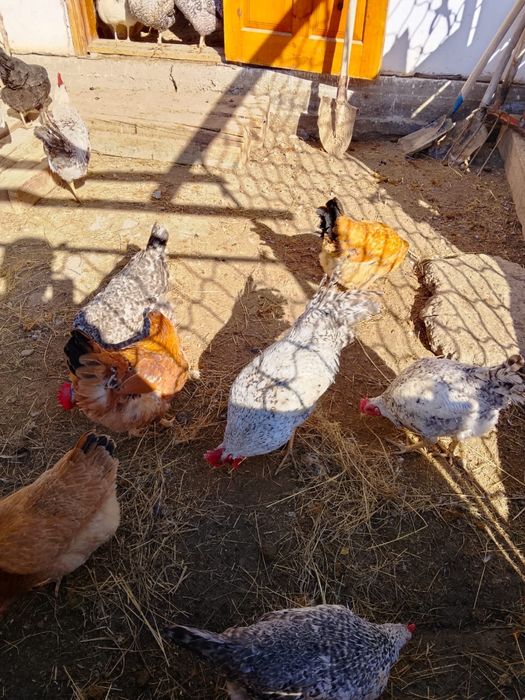 Продам петухов молодые годовалые