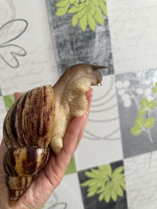 Продам улитят Ахатин