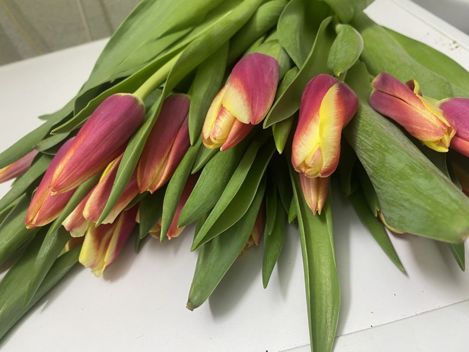 Тюльпаны к 8марта принимаем предзаказы