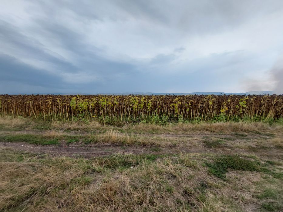 Продава земеделска земя 7 дка в с. Петърч