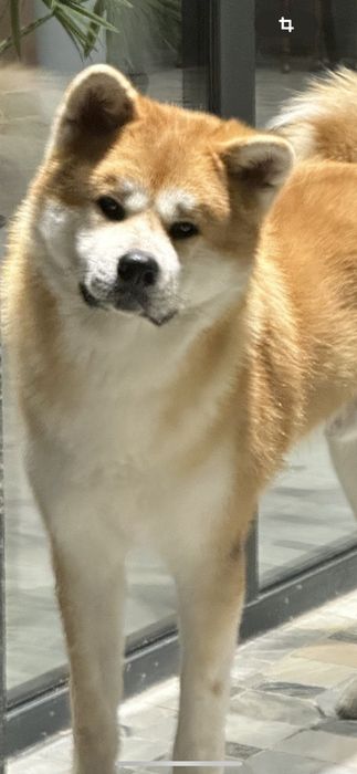 Щенки Акита Ину .