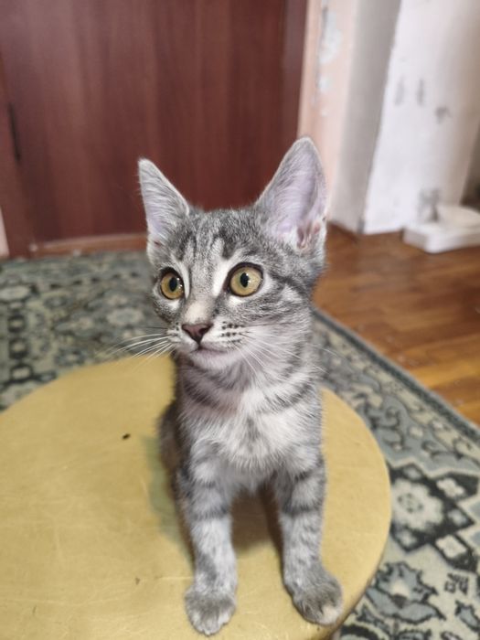 Котята мальчики с доставкой