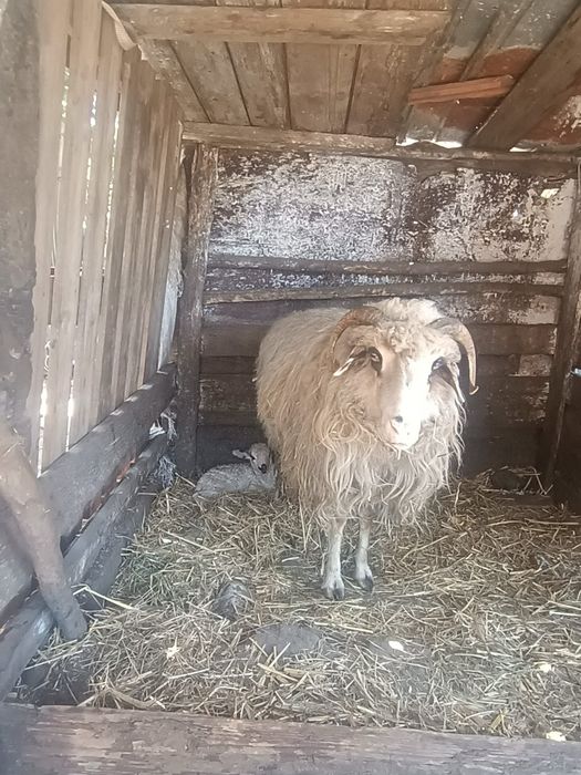 Oaie cu Mia lângă ia