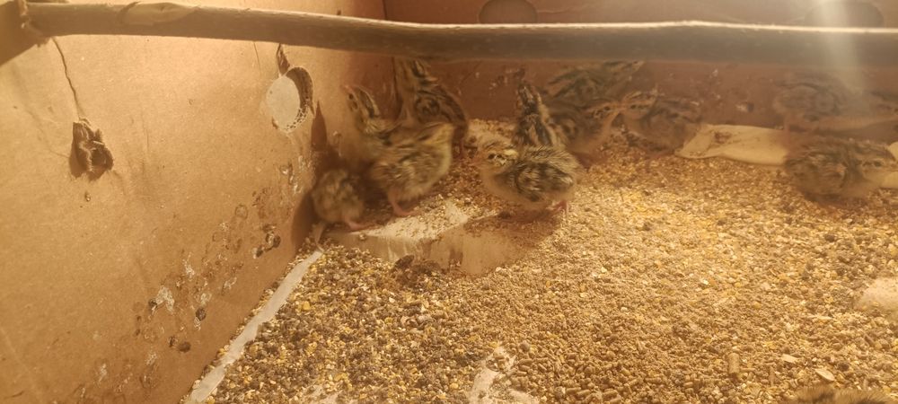 Италия бедоналари