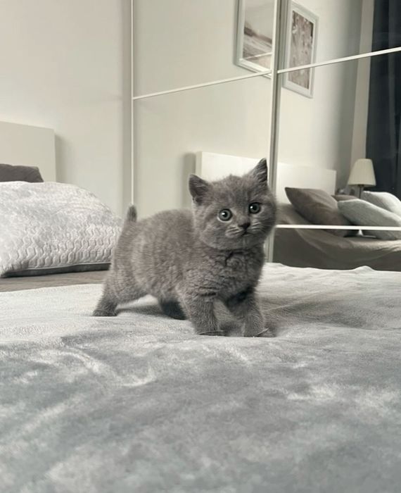 Голубые Ребятишечки