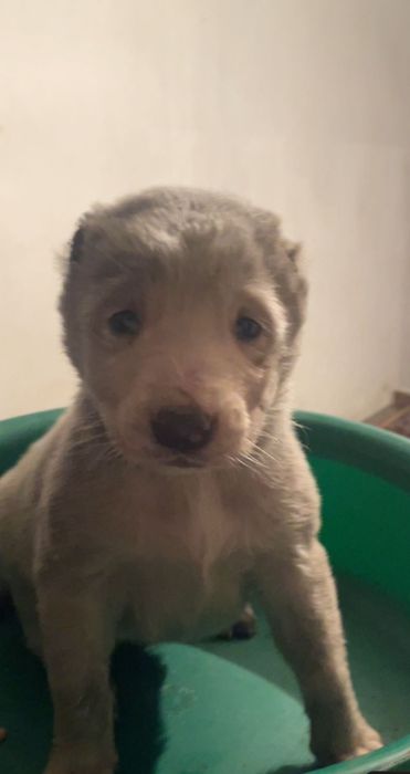 Продаётся алабай