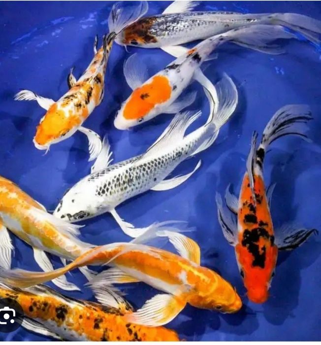 Продаем карпов Коя