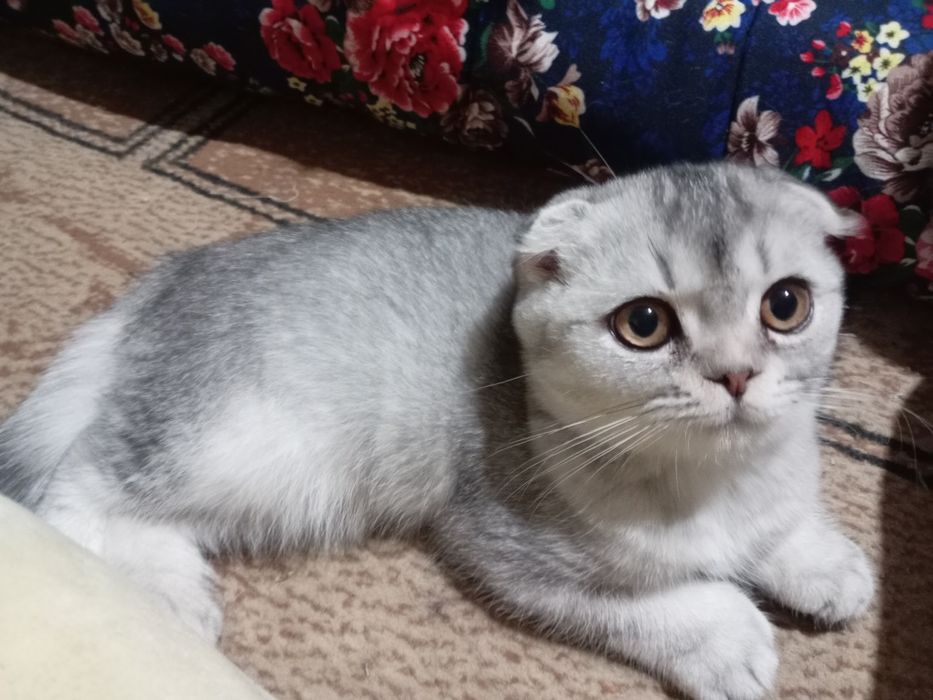 «Премиум-класс» Чистокровные шиншила серебристый