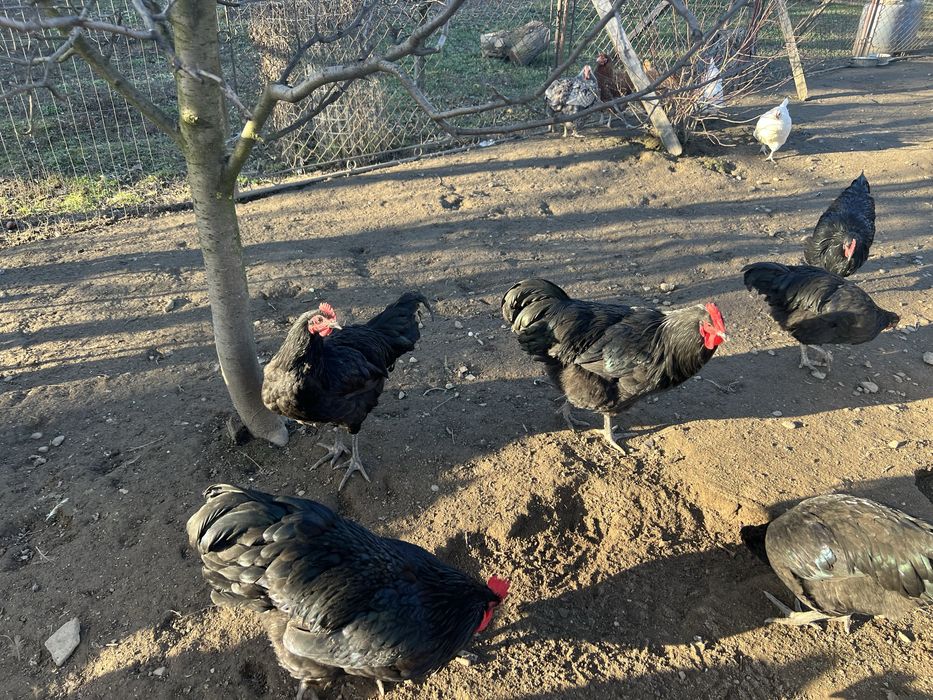 Cocosi Australorp de  9 luni