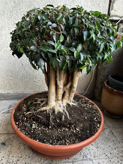 Фикус Бенджамин - бонсай