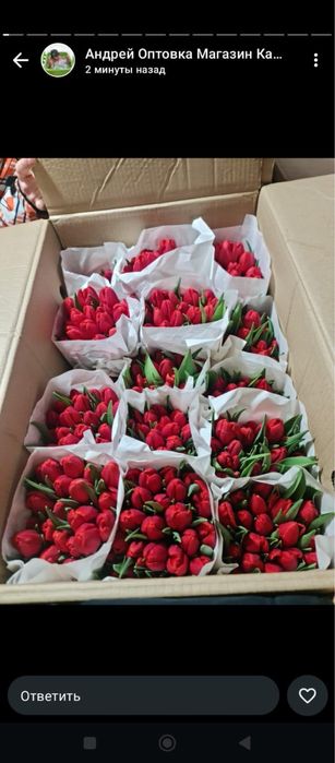 Тюльпаны в наличии