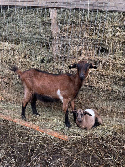 Vândă capră cu 2 iezi