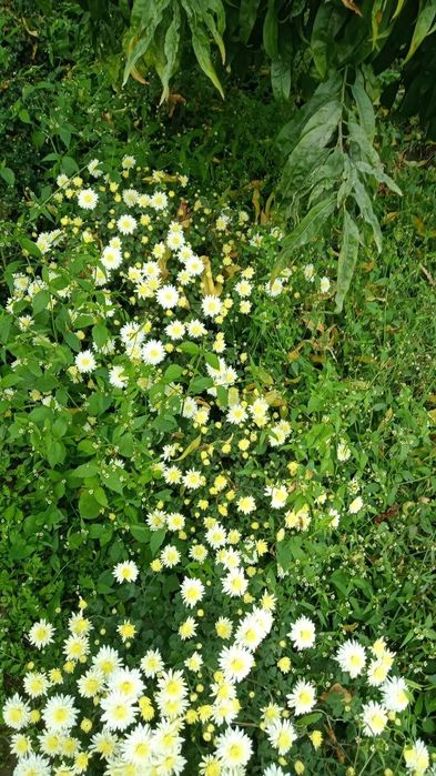 Продаётся цветы- Глобус