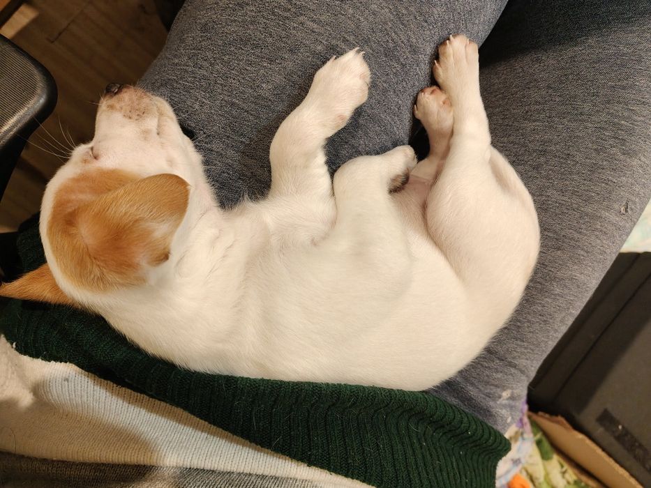 Мъжко кученце, дребна порода