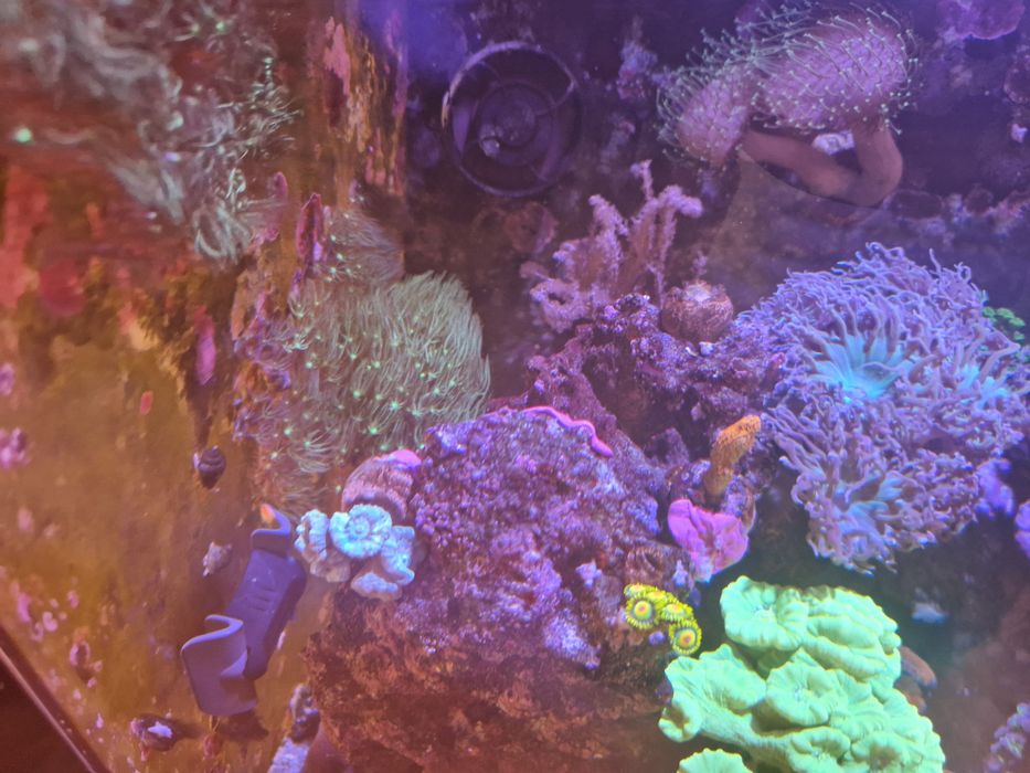 Frags corali reef – Xenia, Purple Polyp, Green Star Polyp verde fosfor, Gorgonie