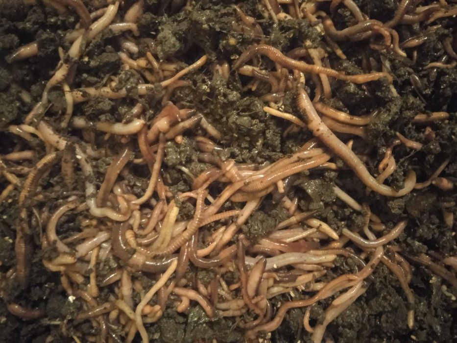 rame rosii pentru pescuit/vermicompost