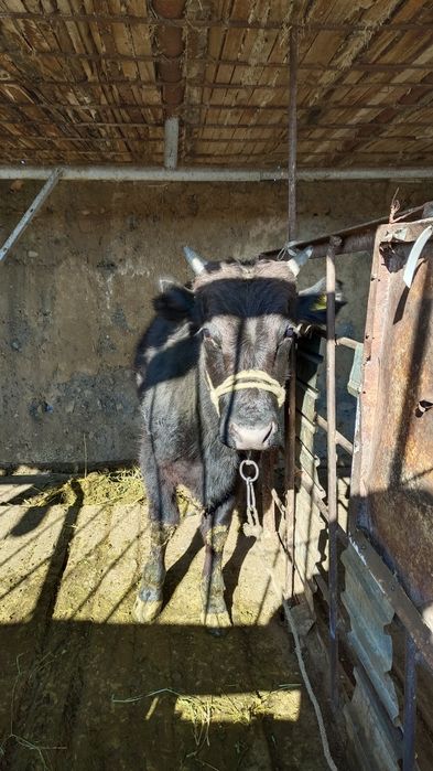 Ақбас және Ангус.