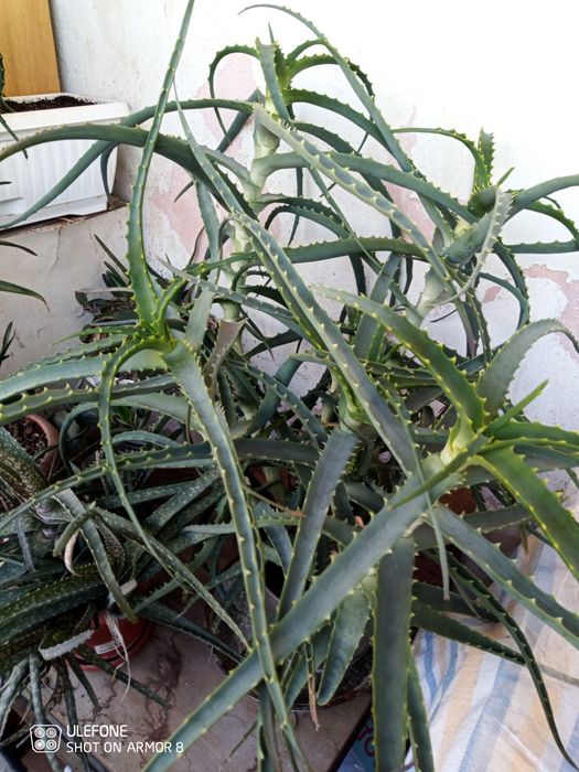 Продавам жълта кливия. Алое Arborescens и Алое Barbadensis