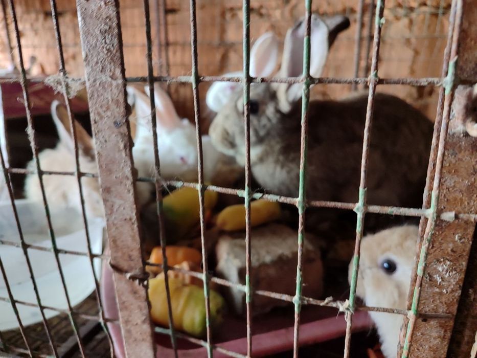 Она бола куйонлар 7 та боласи бор