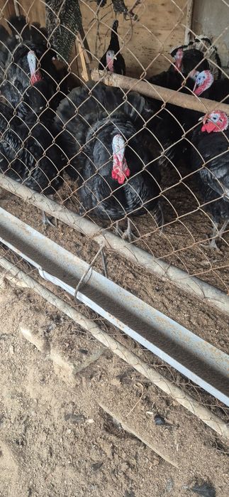 Kurkalar sotiladi zor boqilgan