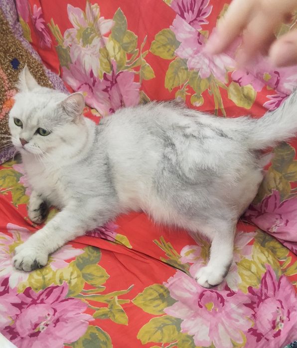 Mushukni juftlashtirish Вязка кота с кошкой
