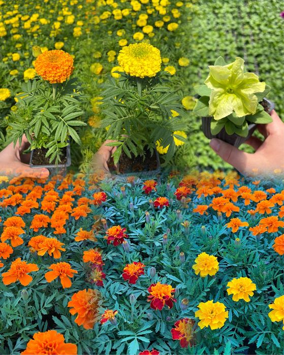 Rasad legume de vanzare! Calitate garantata! Direct de la producator