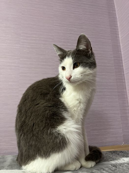 кошки в хорошие руки