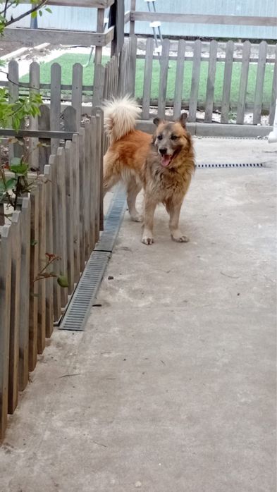 Продам щенка мальчика добрым людям