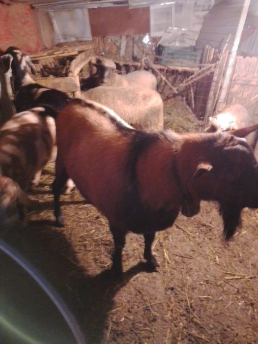 Vand tap alpin francez