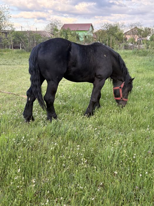 Vand manz negru