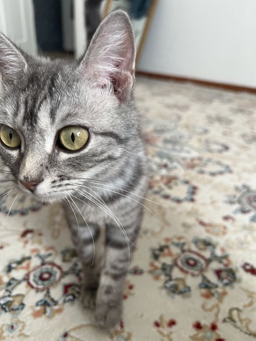 Кошка британец 7 мес