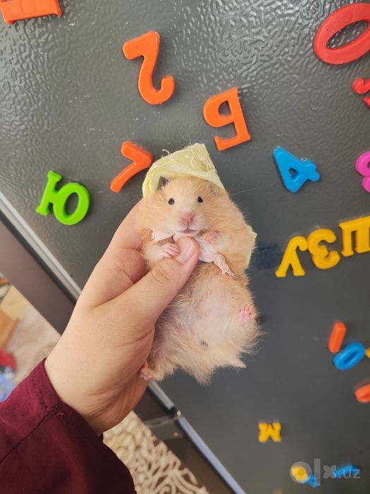 Хомяк Хомяковичч