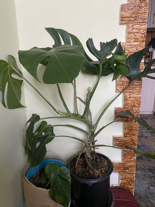 Продаеться монстера