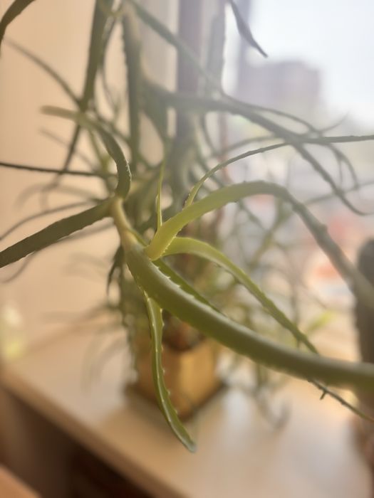 Алое в отличном состоянии