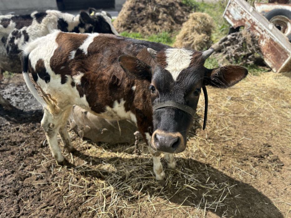 11 ай қоныр-ала тана.