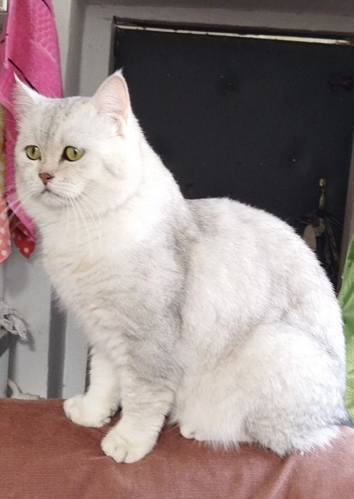 Вязка красивого кота!