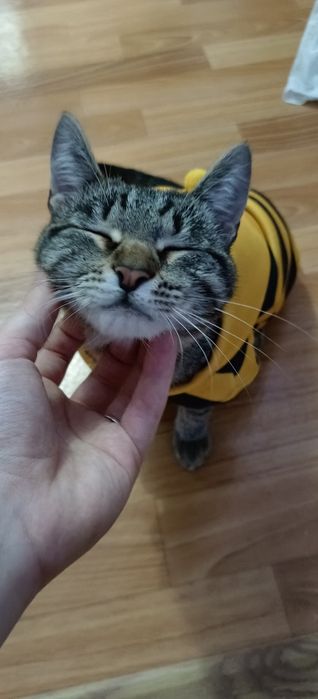 Котенок 9 месяцев