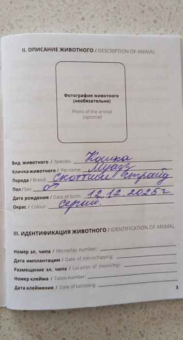 Кот Скоттиш Страйт В хорошие руки