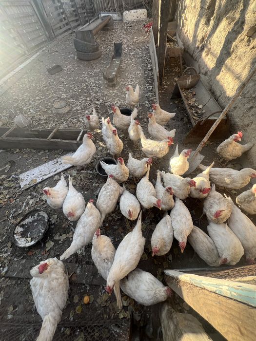 Продам куры несушек