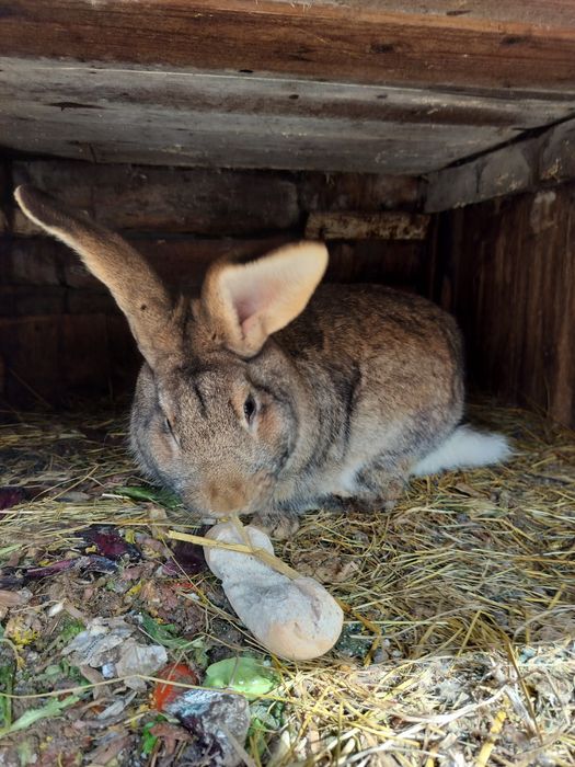 Vând iepuri pui și adulti