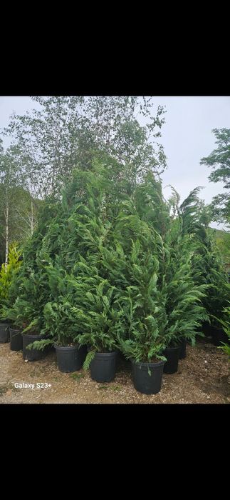 Leylandii verde de mai multe dimensiuni